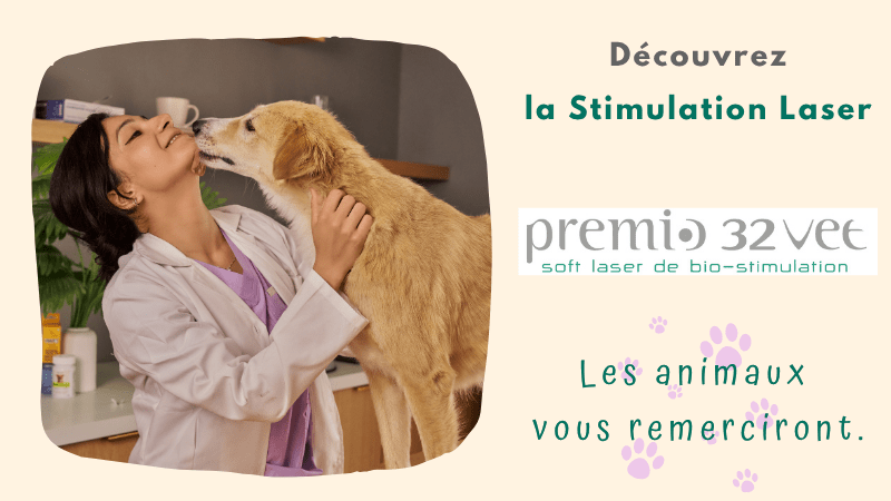Zoom sur la stimulation laser en vétérinaire