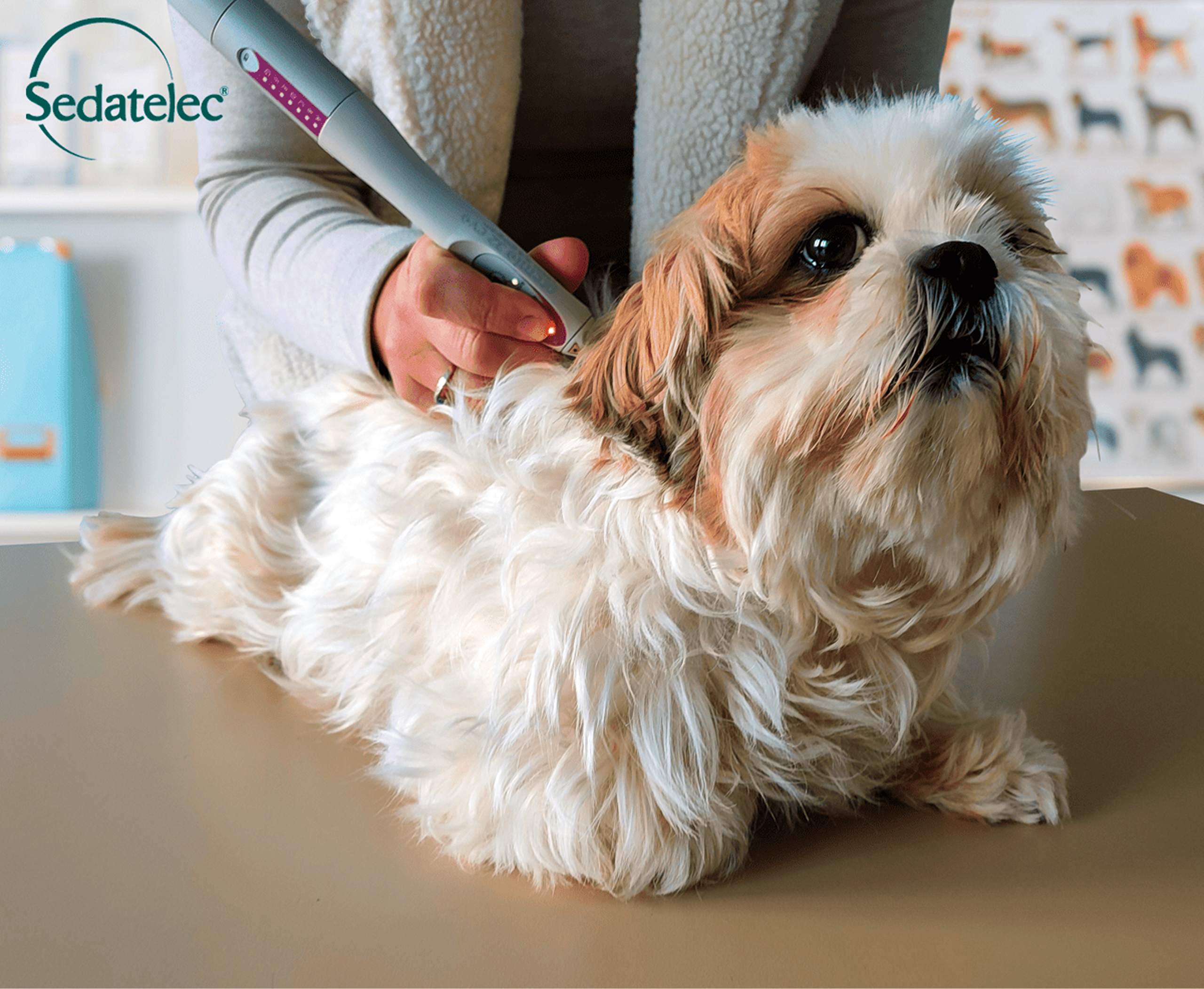 Application chez le chien