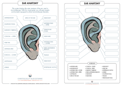 Gmi Institute Ear Anatomy Chart 21X30 Laminated - En
