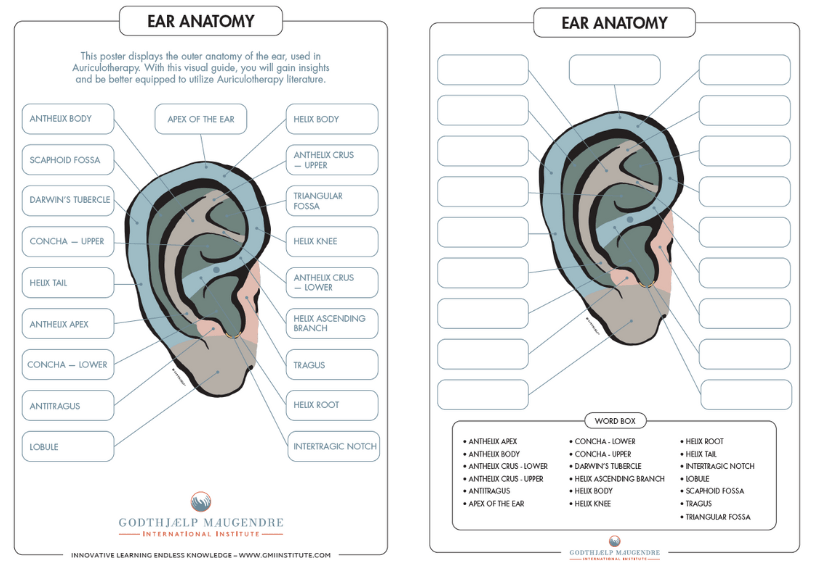 Gmi Institute Ear Anatomy Chart 21X30 Laminated - En