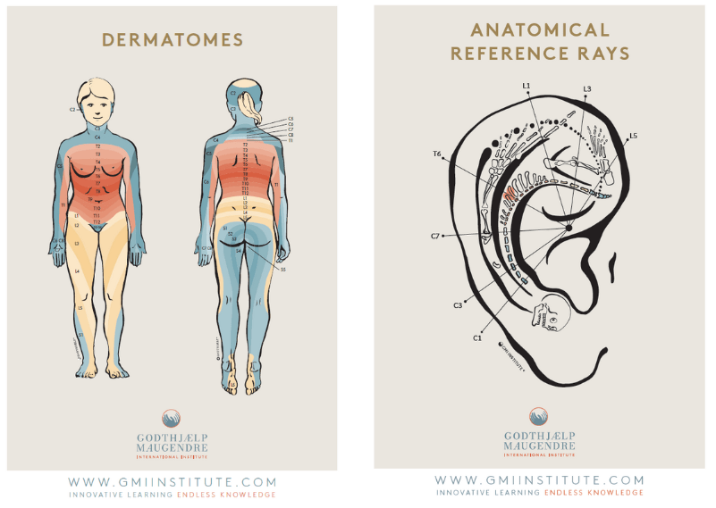 Gmi Institute Dermatomes And Anatomical Reference Chart 21X30 Laminated – En