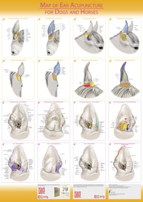 H. R. Lehner Map Of Ear Acupuncture For Dogs And Horses – Fuechtenbusch Publishing – 60X85Cm