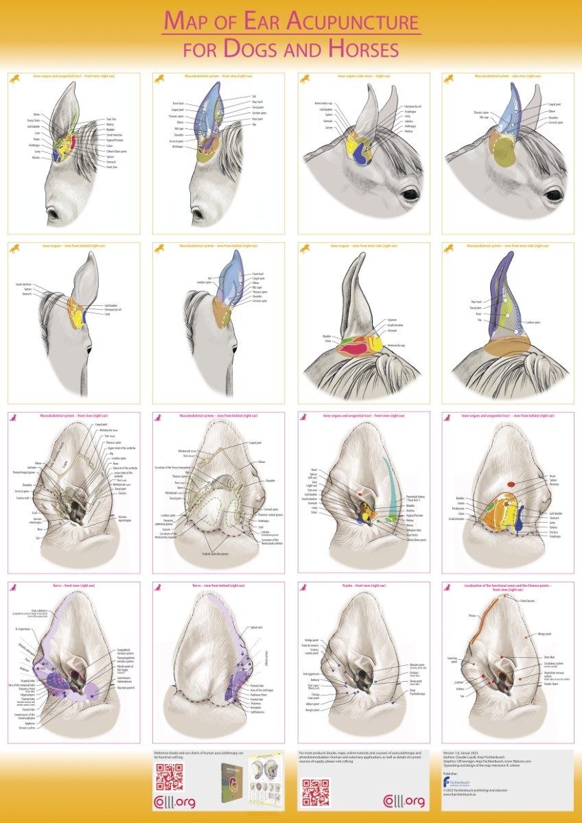 H. R. Lehner Map Of Ear Acupuncture For Dogs And Horses – Fuechtenbusch Publishing – 60X85Cm
