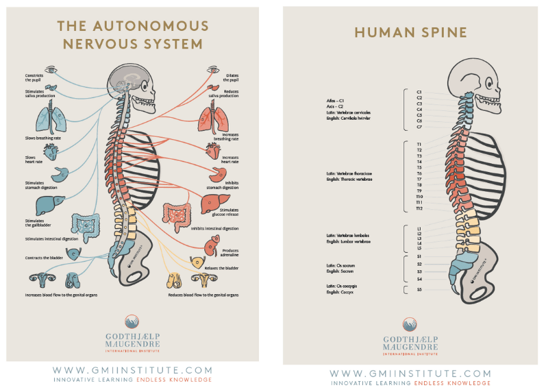 Gmi Institute Autonomous Nervous System And Spine Chart 21X30 Laminated - En